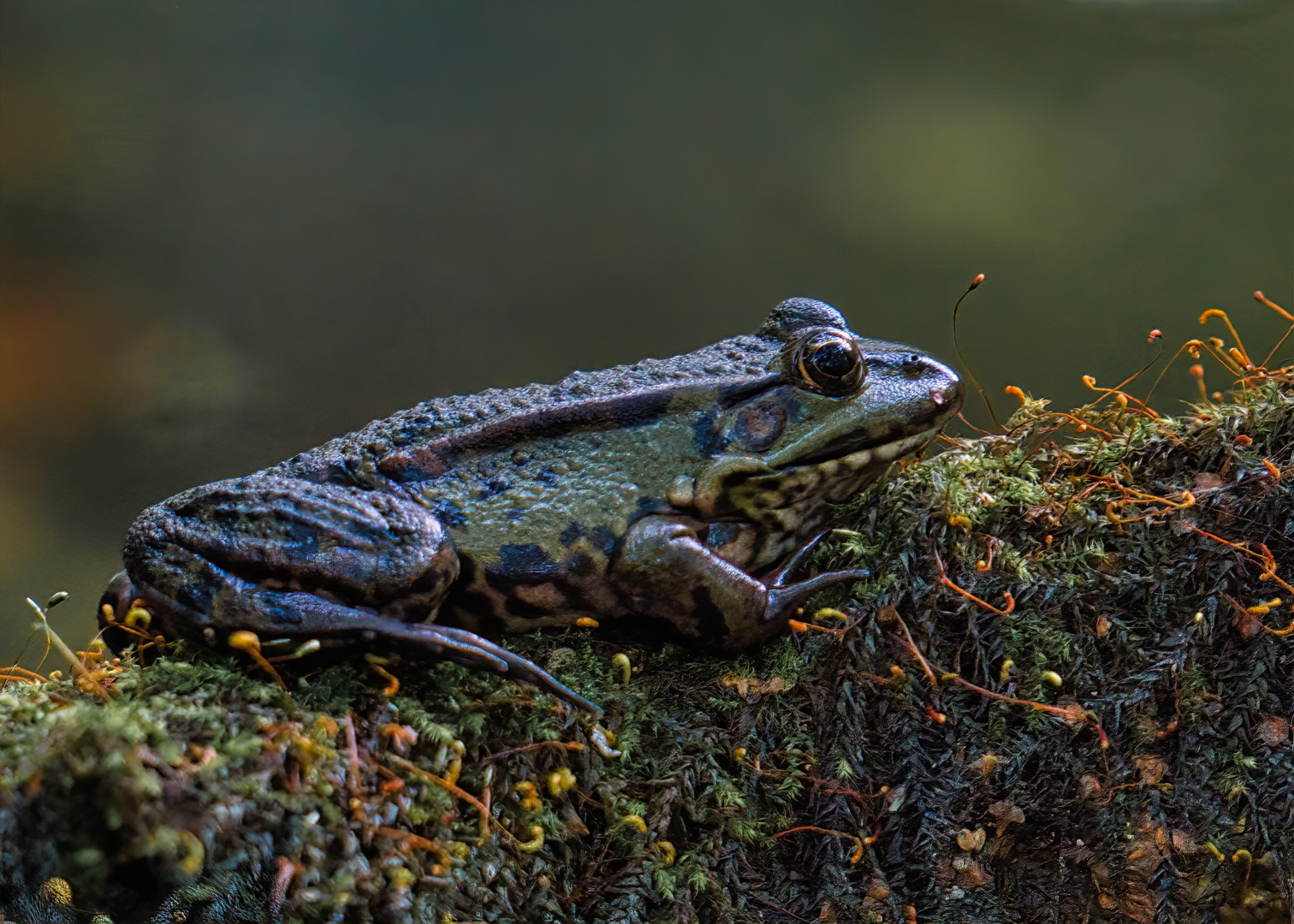 Teichfrosch kurz vor Abenddämmerung