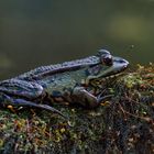 Teichfrosch kurz vor Abenddämmerung