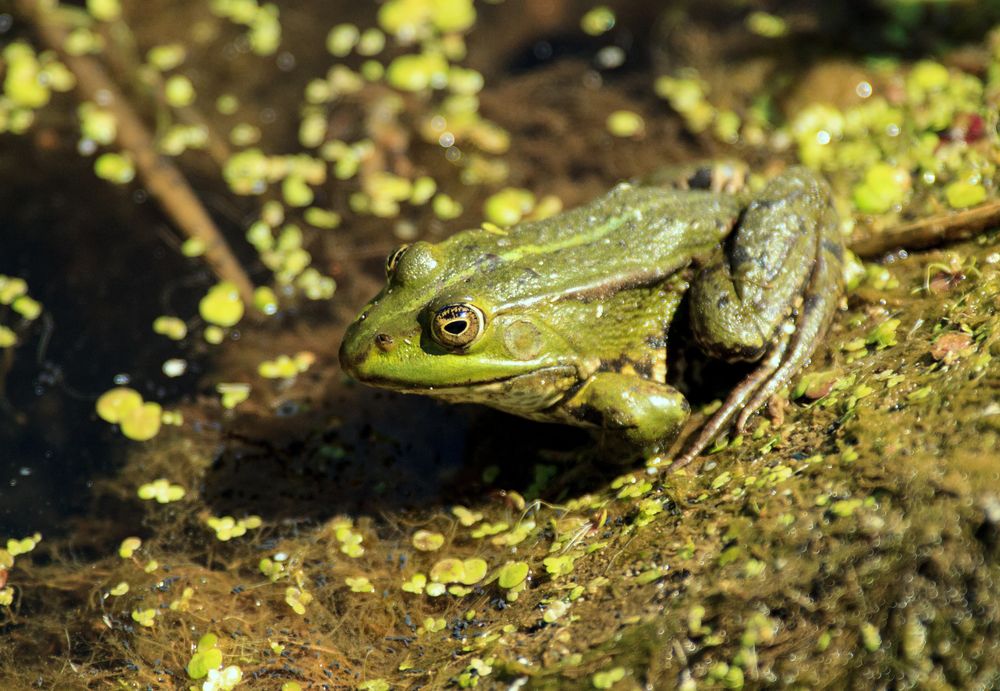 Teichfrosch,  Laubfrosch?