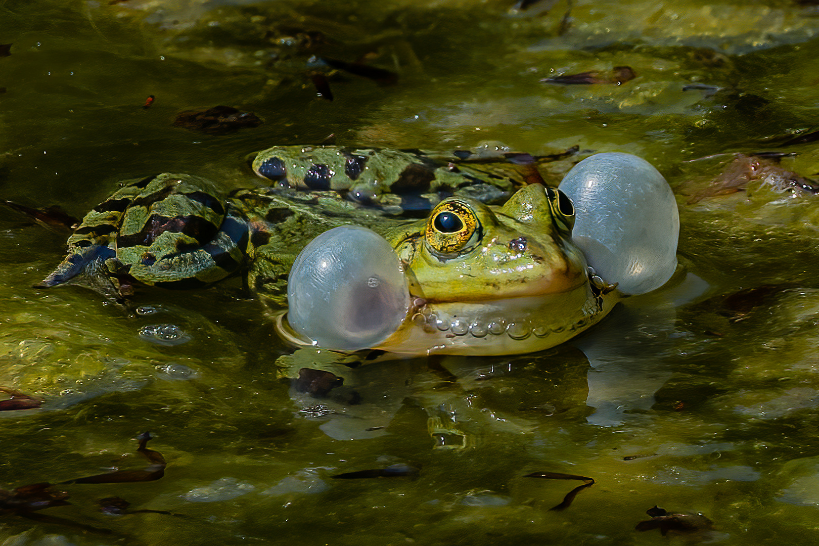 Teichfrosch-Männchen