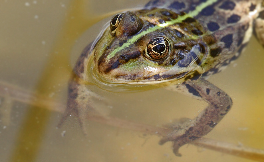 Teichfrosch - mal mit "Braun"