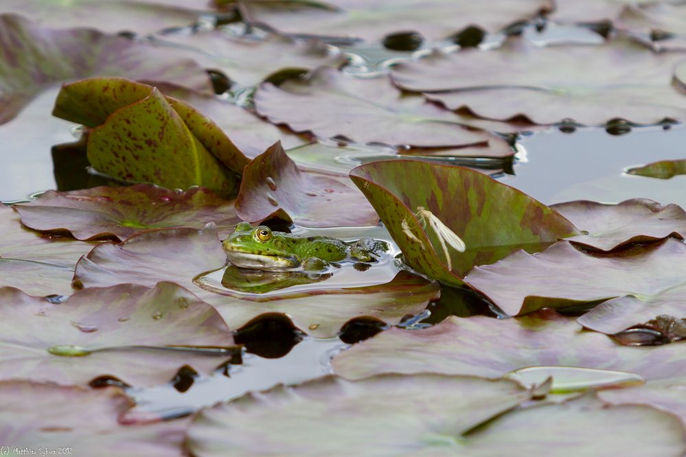 Teichfrosch mit Beigabe