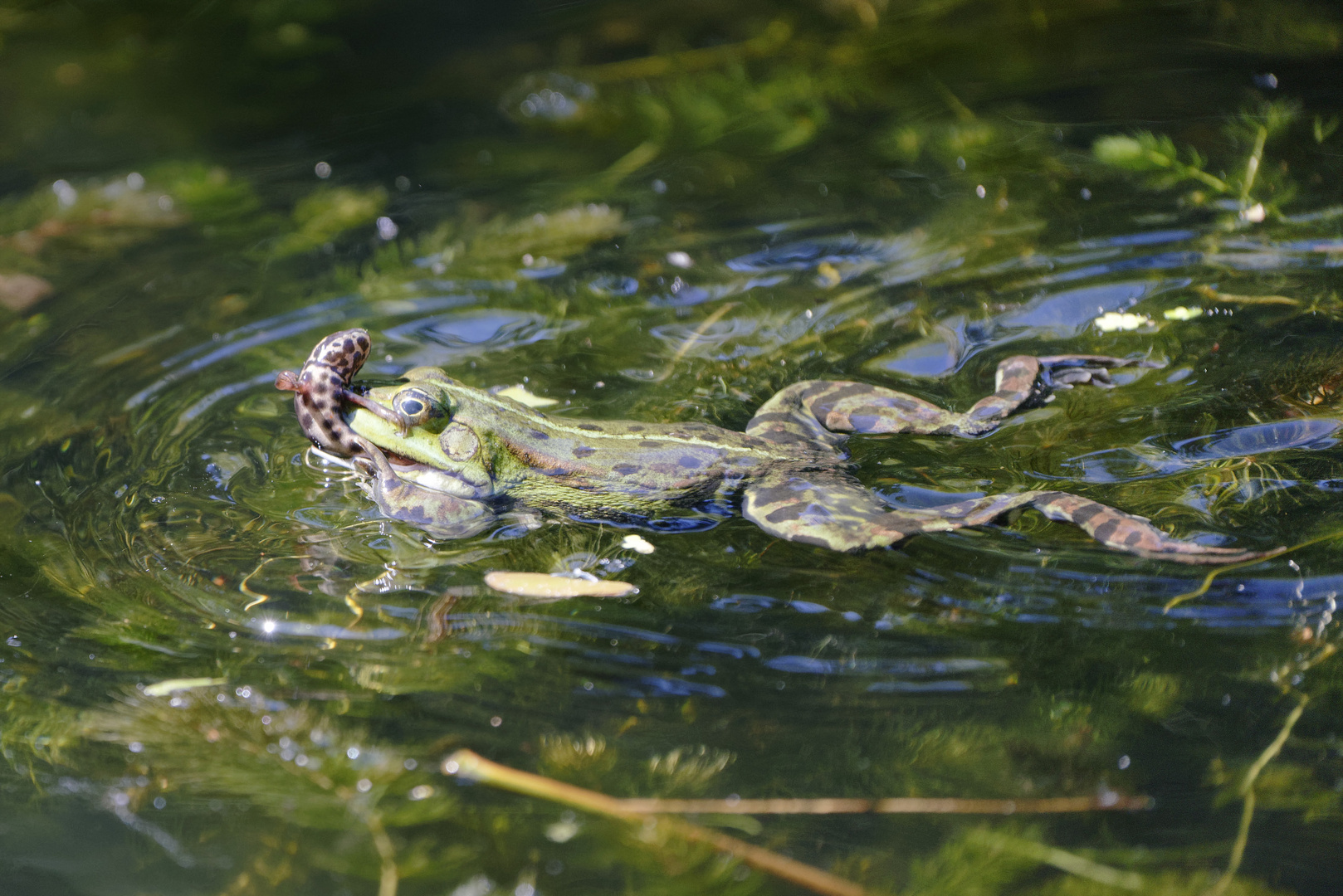 Teichfrosch mit Beute