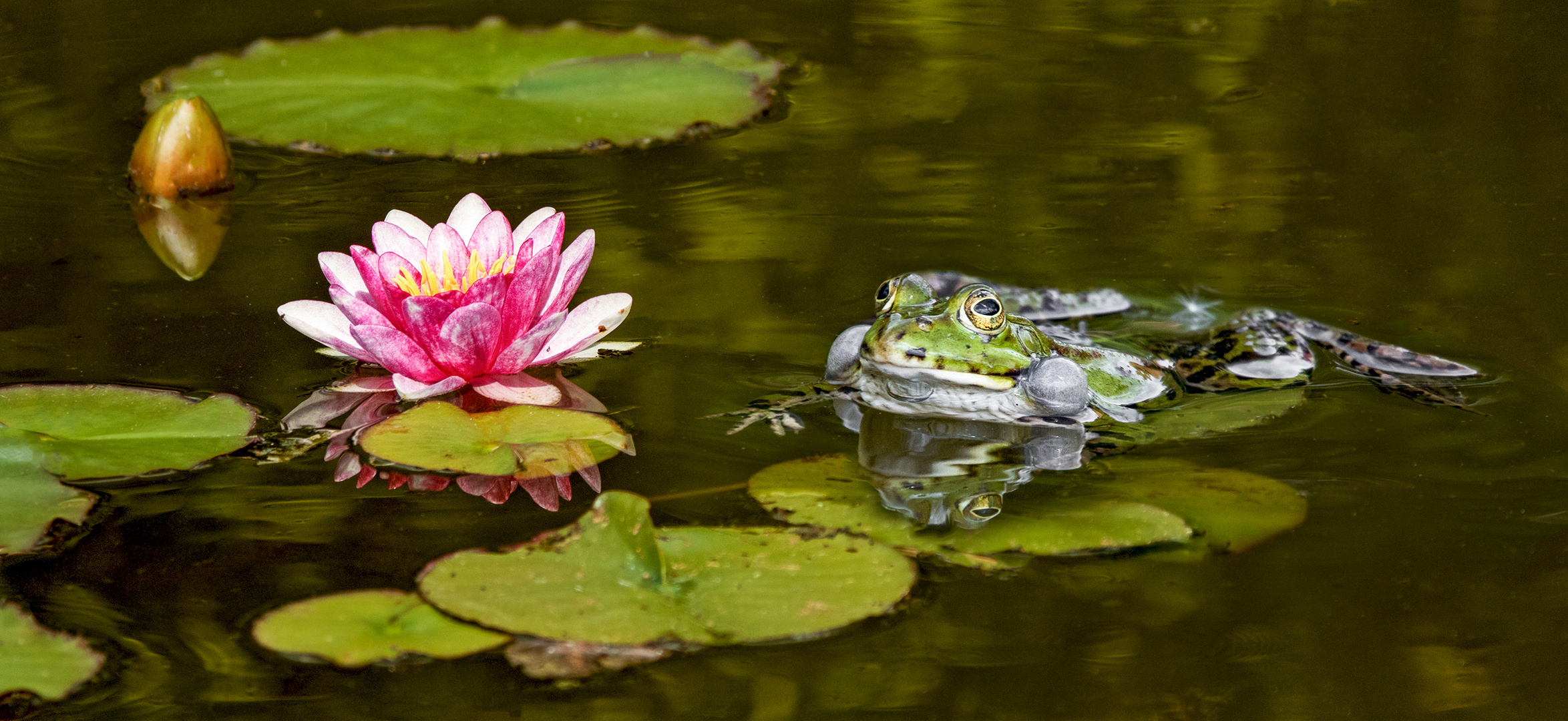 Teichfrosch mit Seerose 001 