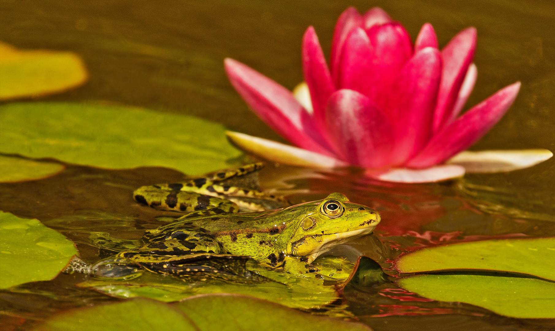 Teichfrosch mit Seerose 001