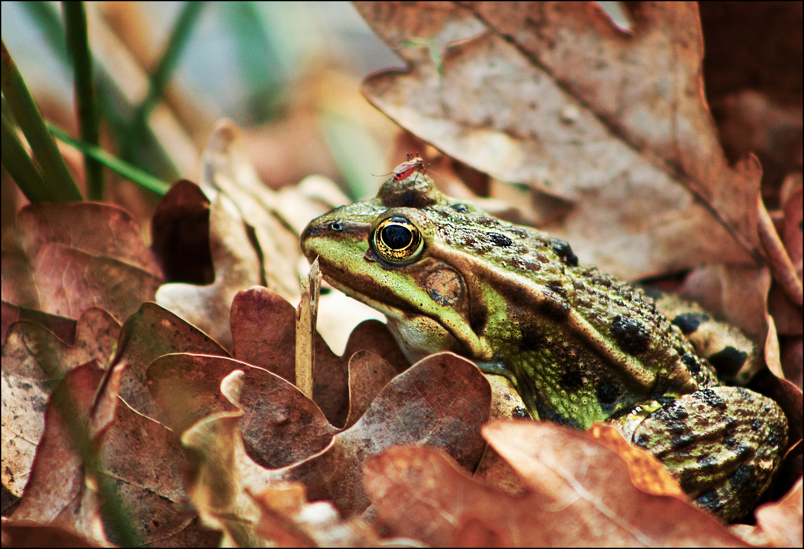 Teichfrosch mit Stechmücke.