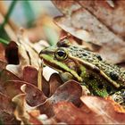 Teichfrosch mit Stechmücke.