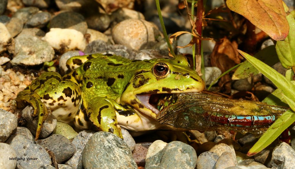 Teichfrosch nach dem Verspeisen einer Königslibelle, aber....