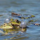 Teichfrosch - Paarungszeit 