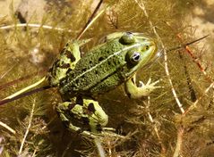 Teichfrosch (Pelophylax esculentus)