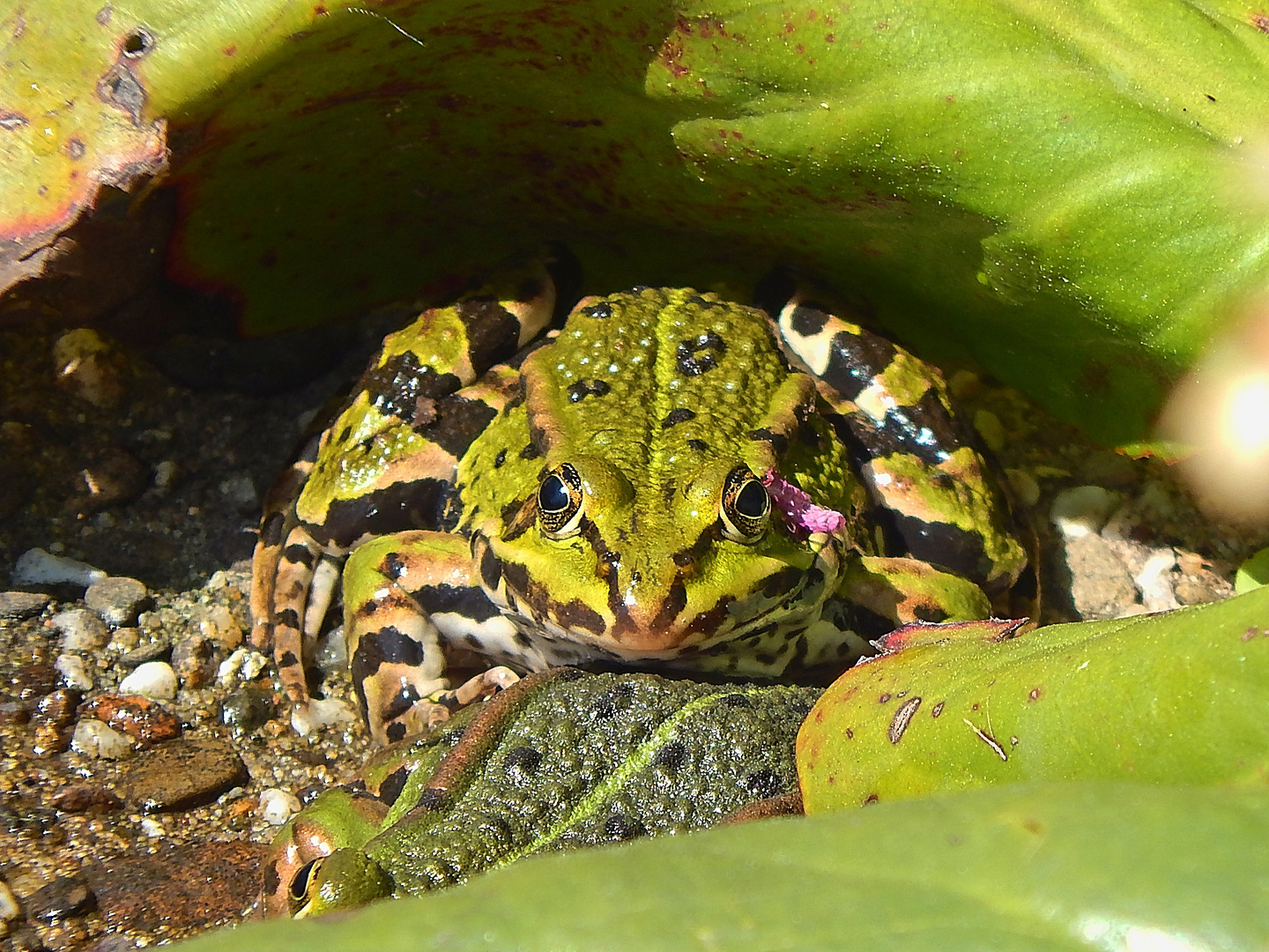 Teichfrosch (Pelophylax „esculentus“)