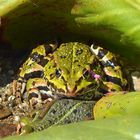 Teichfrosch (Pelophylax „esculentus“)