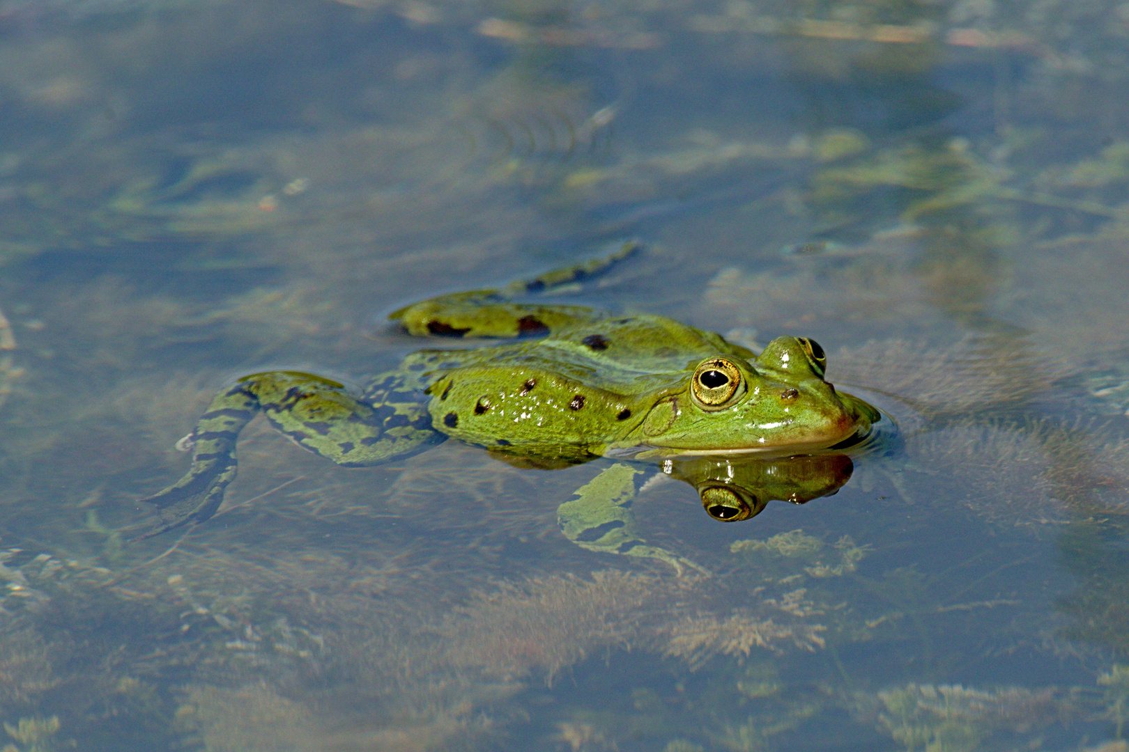 Teichfrosch (Pelophylax „esculentus“) 1