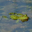 Teichfrosch (Pelophylax „esculentus“) 1