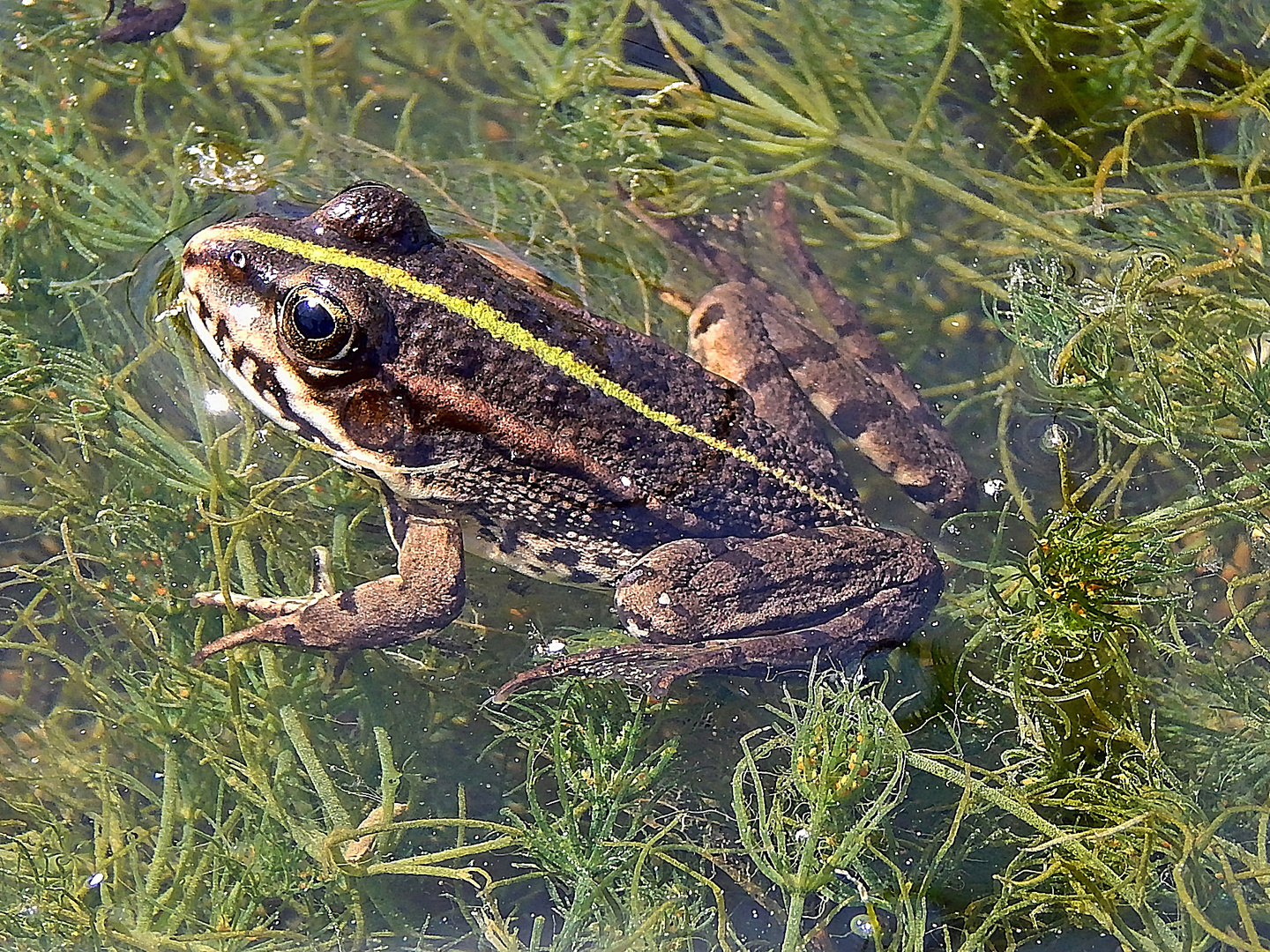 Teichfrosch (Pelophylax „esculentus“)