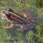 Teichfrosch (Pelophylax „esculentus“)