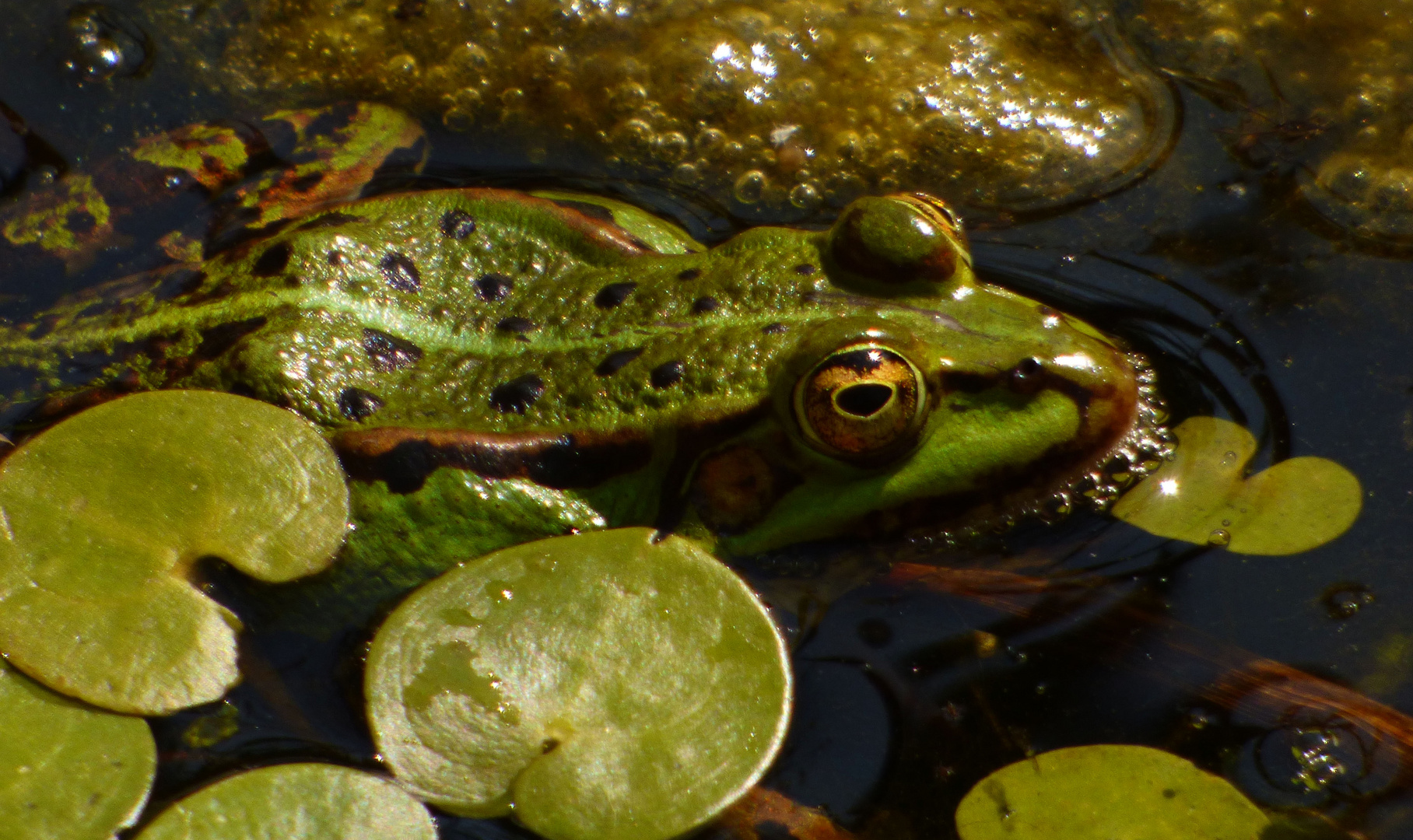 Teichfrosch (Pelophylax esculentus)