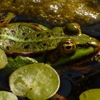 Teichfrosch (Pelophylax esculentus)