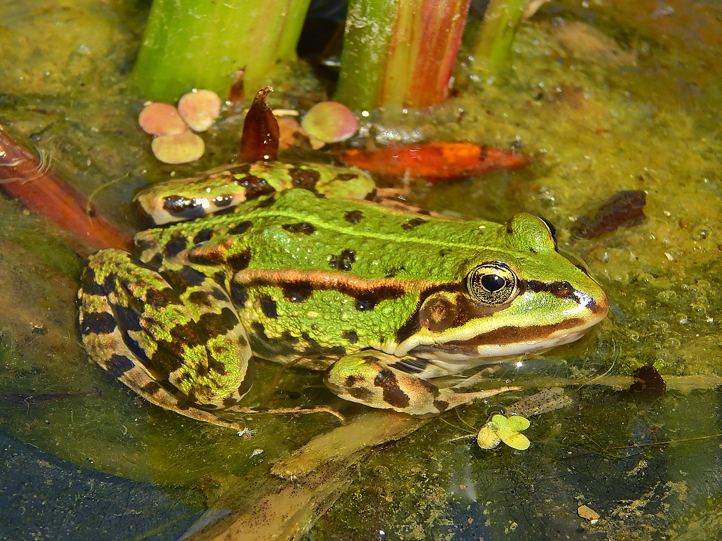 Teichfrosch (Pelophylax „esculentus“) 