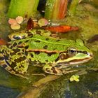 Teichfrosch (Pelophylax „esculentus“) 