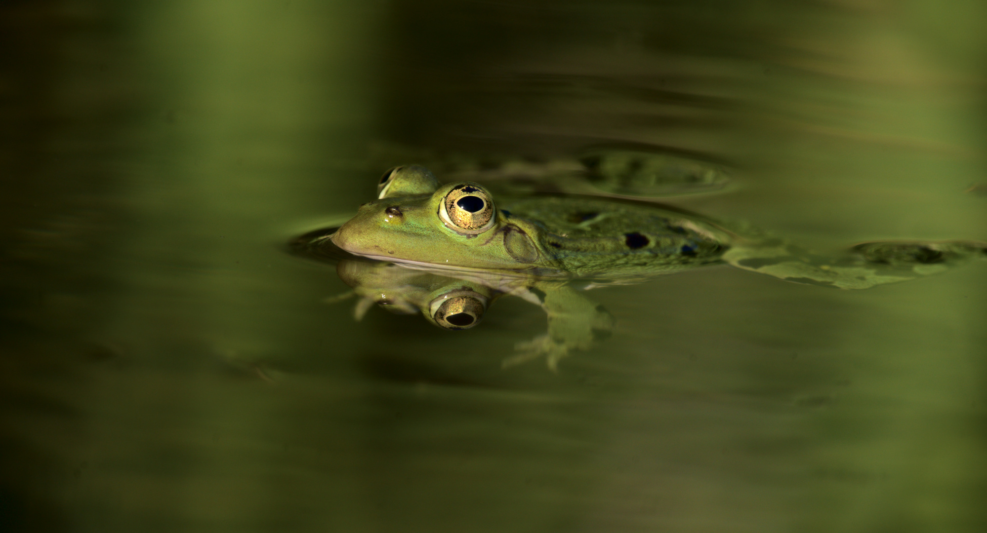 Teichfrosch (Pelophylax „esculentus“) 2