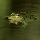 Teichfrosch (Pelophylax „esculentus“) 2