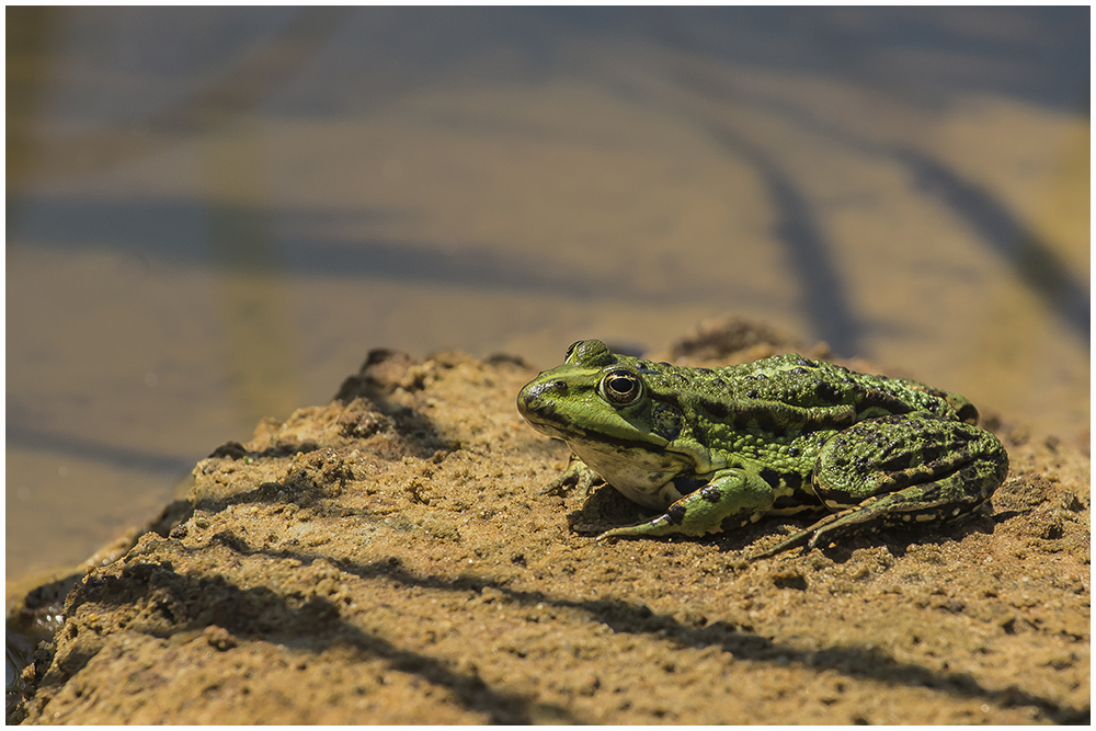 Teichfrosch (Pelophylax "esculentus")