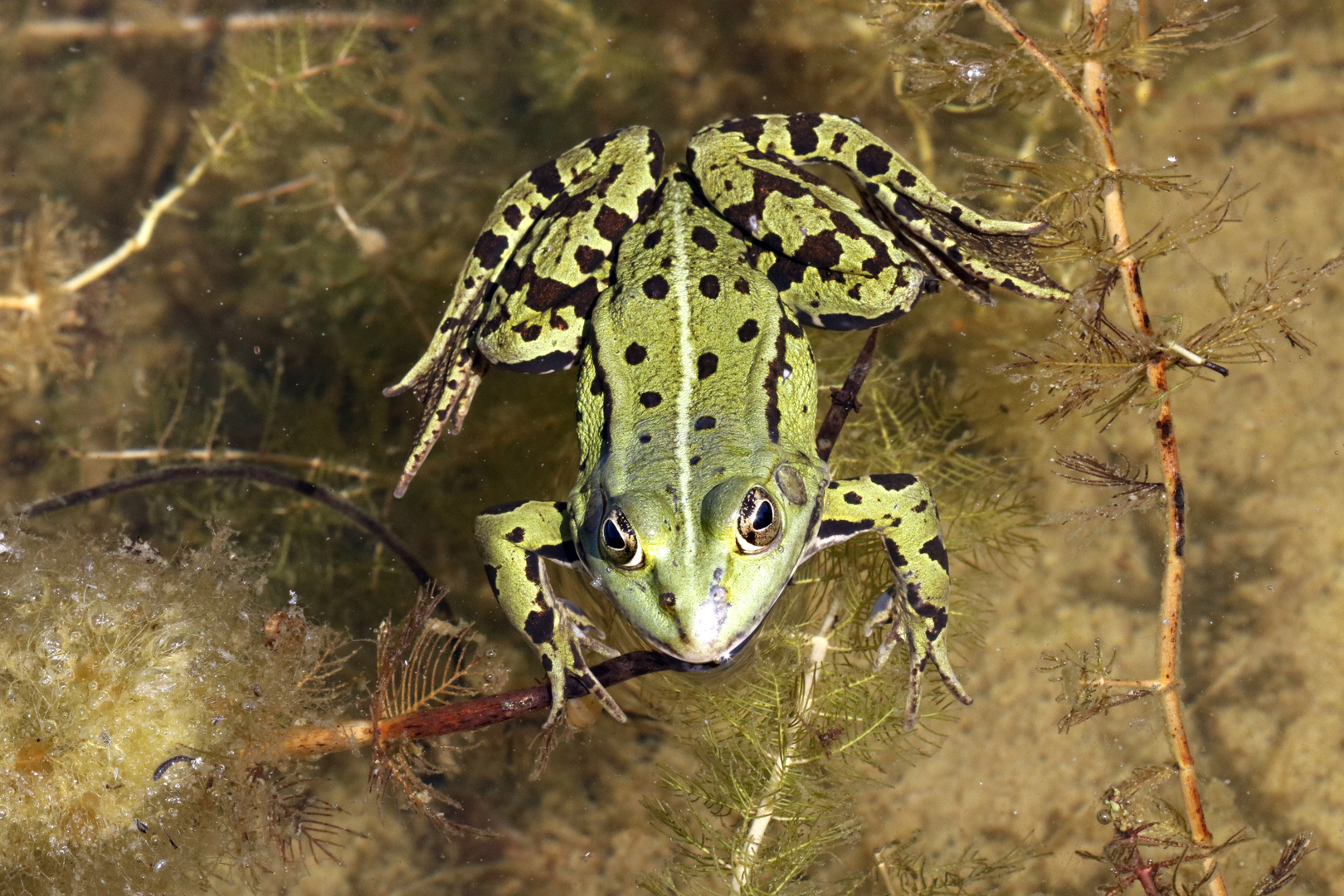 Teichfrosch (Pelophylax esculentus)