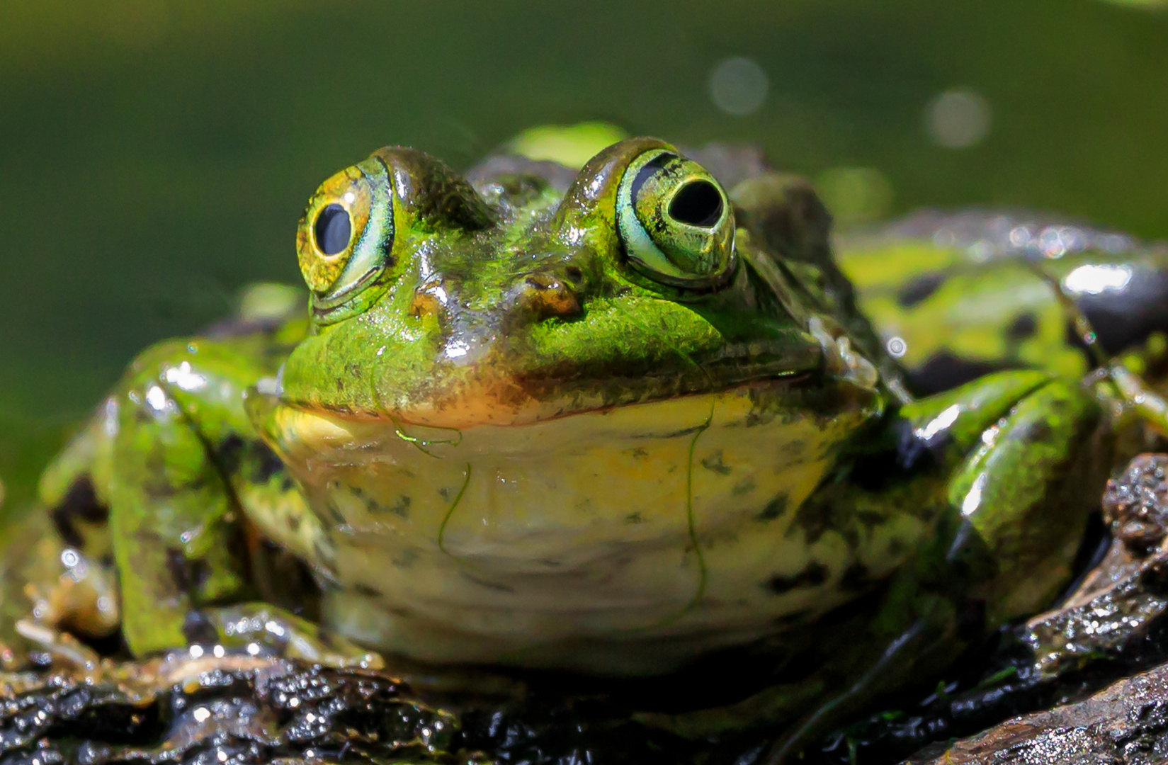 Teichfrosch (Pelophylax „esculentus") Foto & Bild tiere, wildlife