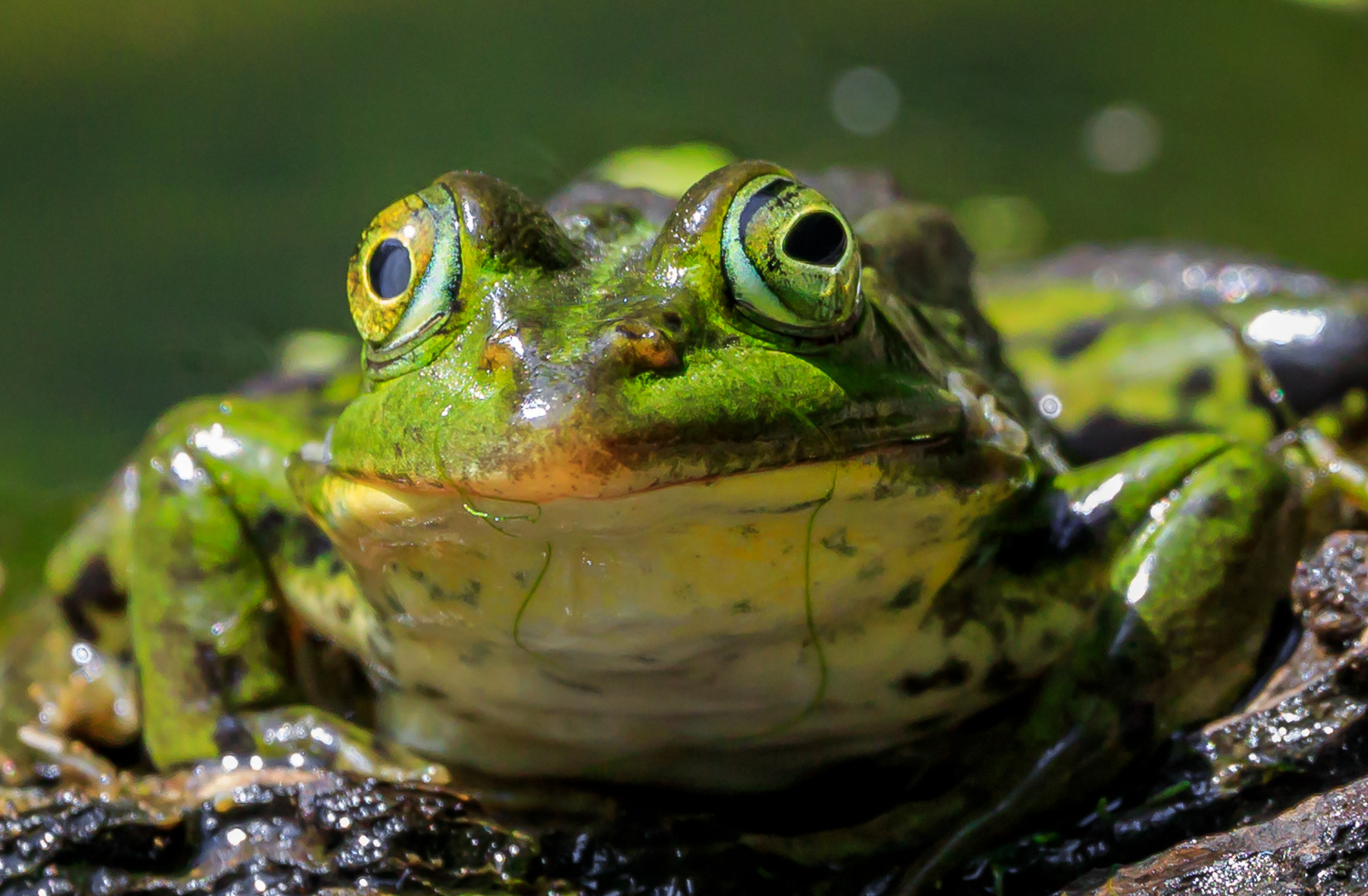 Teichfrosch (Pelophylax „esculentus")