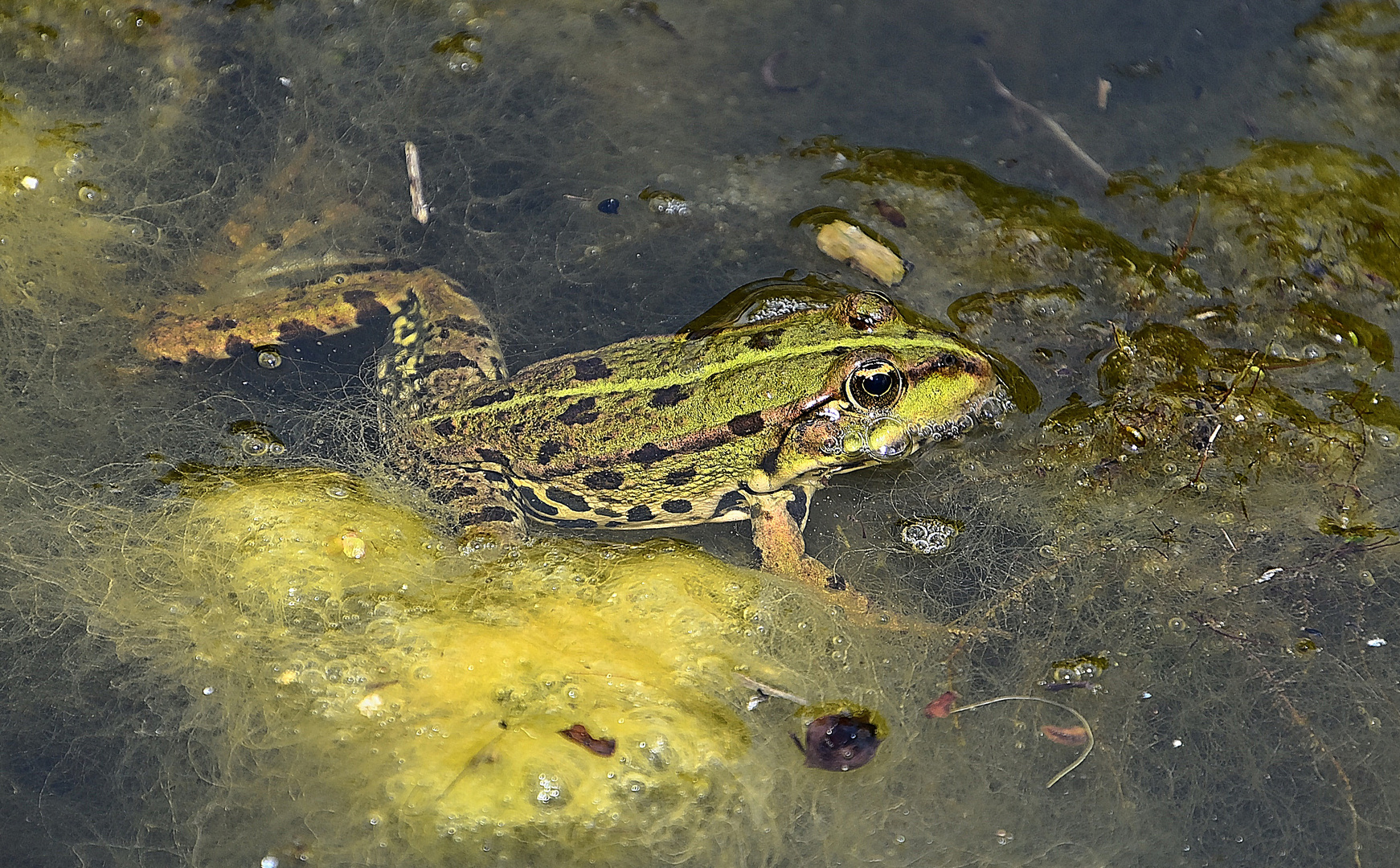 Teichfrosch (Pelophylax „esculentus“)