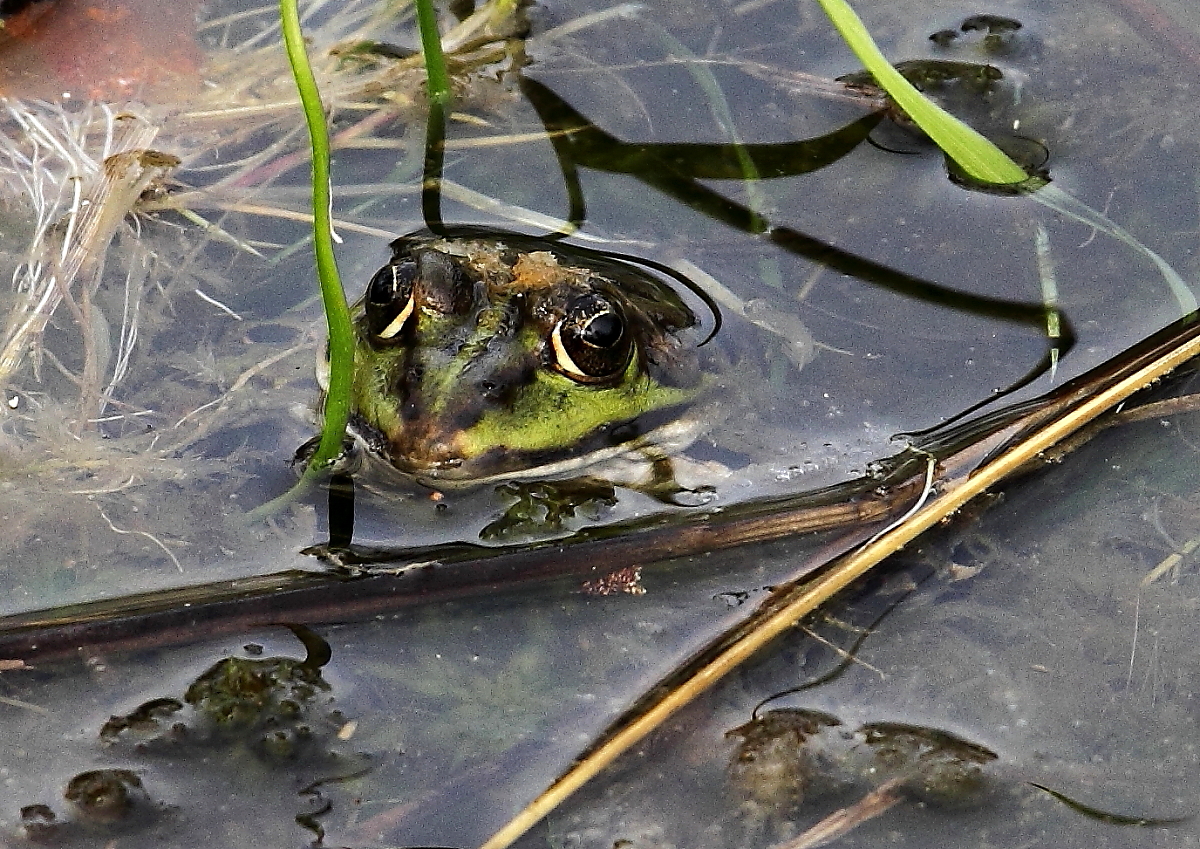 Teichfrosch (Pelophylax „esculentus“)