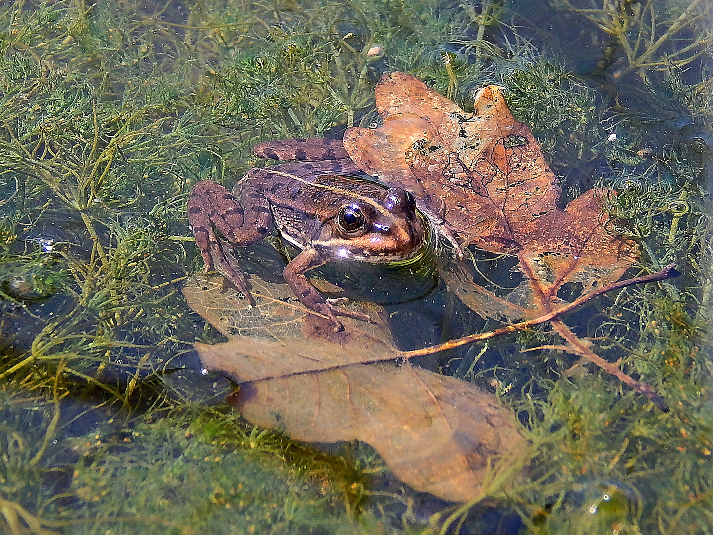 Teichfrosch (Pelophylax „esculentus“)