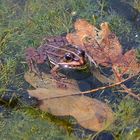 Teichfrosch (Pelophylax „esculentus“)