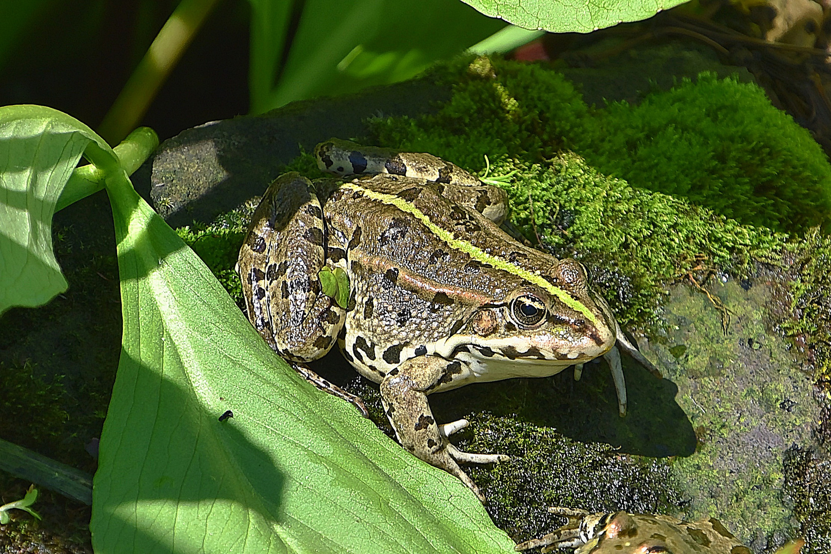 Teichfrosch (Pelophylax „esculentus“)