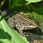 Teichfrosch (Pelophylax „esculentus“)