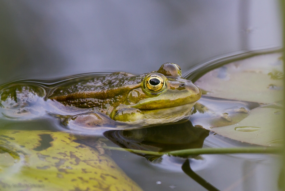 Teichfrosch (Pelophylax "esculentus")