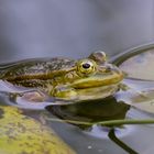 Teichfrosch (Pelophylax "esculentus")