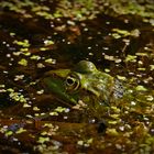 Teichfrosch (Pelophylax esculentus)