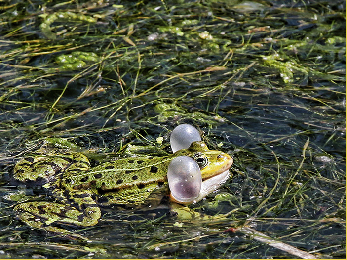 Teichfrosch (Pelophylax "esculentus")