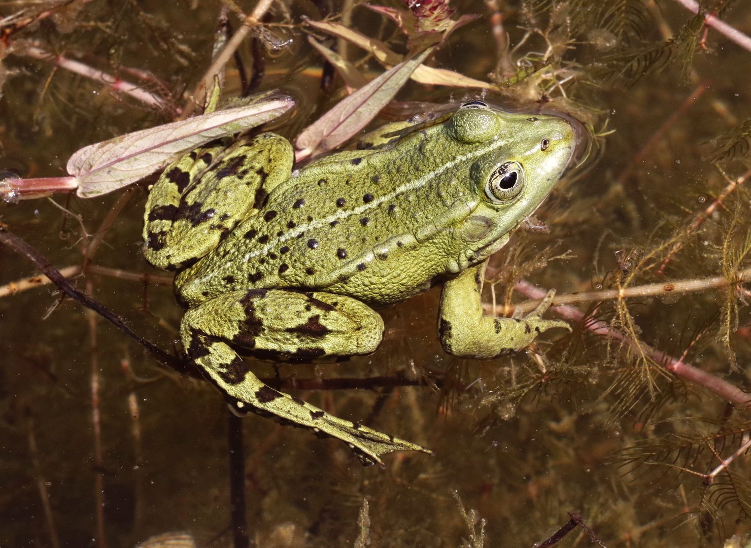 Teichfrosch (Pelophylax esculentus)