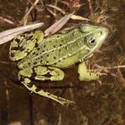 Teichfrosch (Pelophylax esculentus)