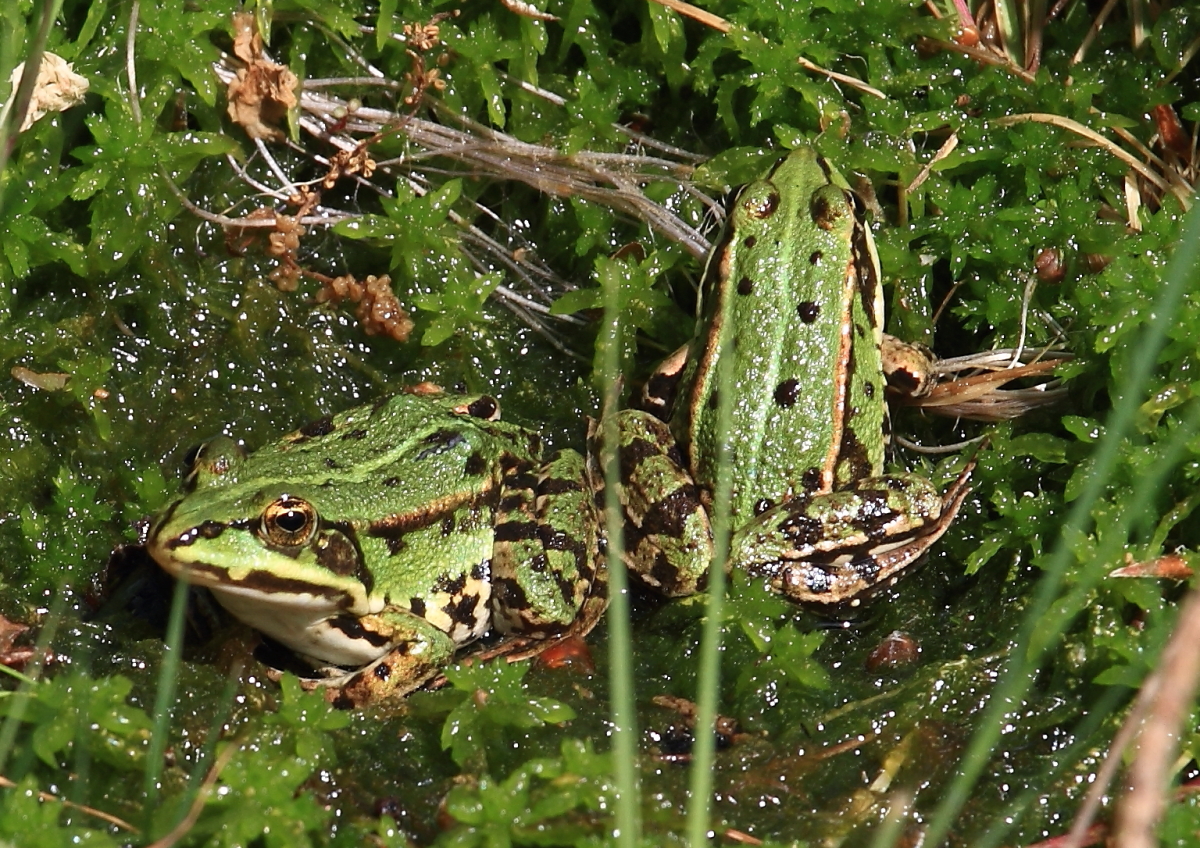 Teichfrosch (Pelophylax „esculentus“) 