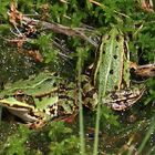 Teichfrosch (Pelophylax „esculentus“) 