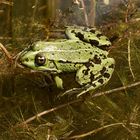 Teichfrosch (Pelophylax esculentus)