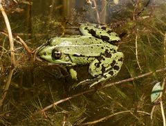 Teichfrosch (Pelophylax esculentus)