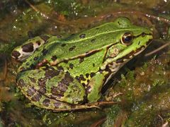 Teichfrosch (Pelophylax esculentus)