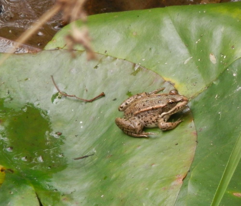 Teichfrosch (Pelophylax esculentus) im Gartenteich (2)