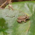 Teichfrosch (Pelophylax esculentus) im Gartenteich (2)