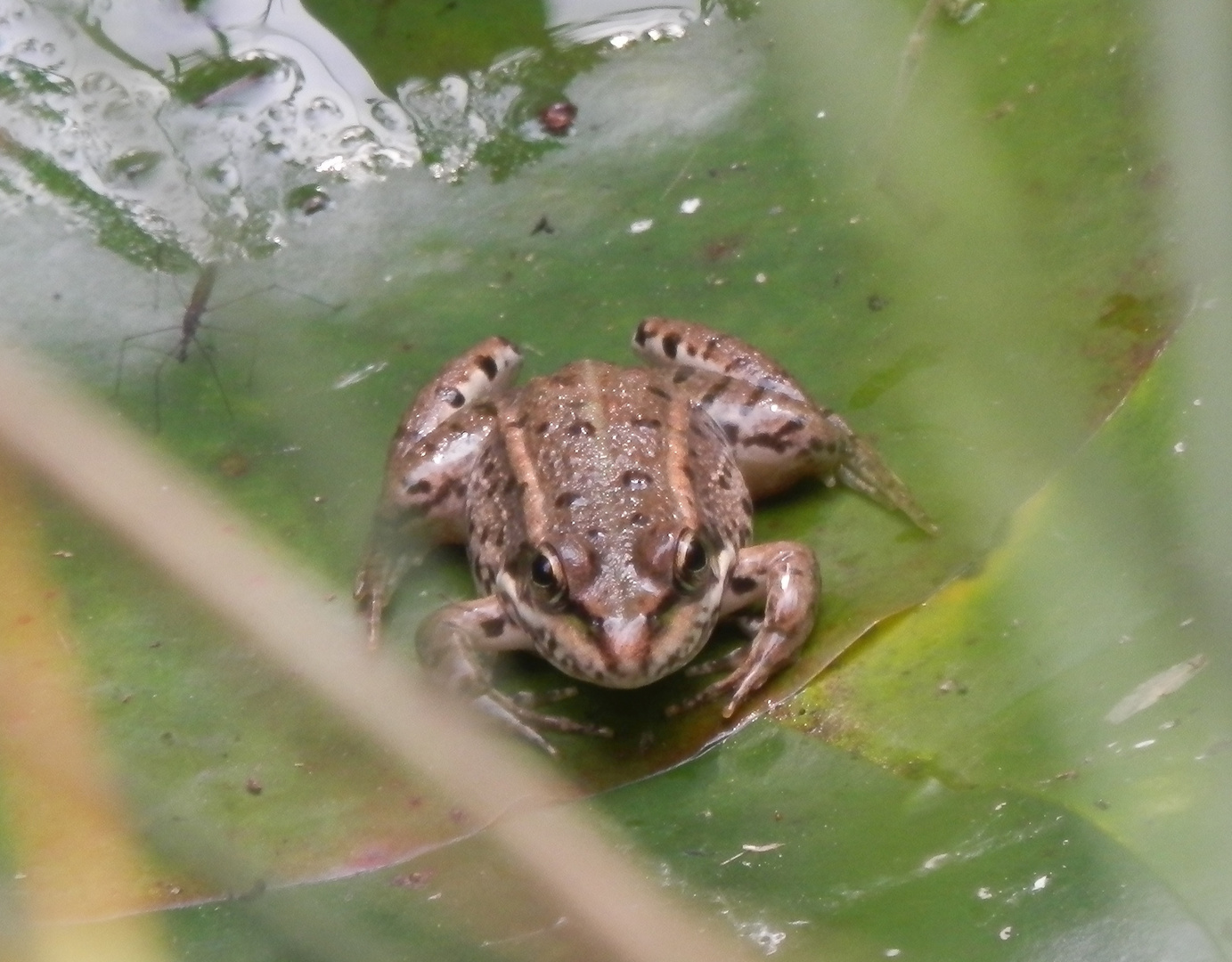 Teichfrosch (Pelophylax esculentus) im Gartenteich